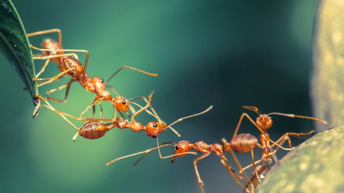 Formigas em uma folha.
