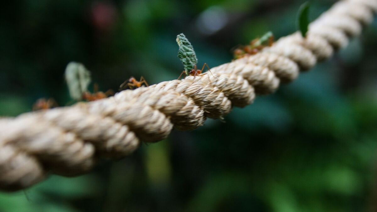 Formigas carregando folhas.