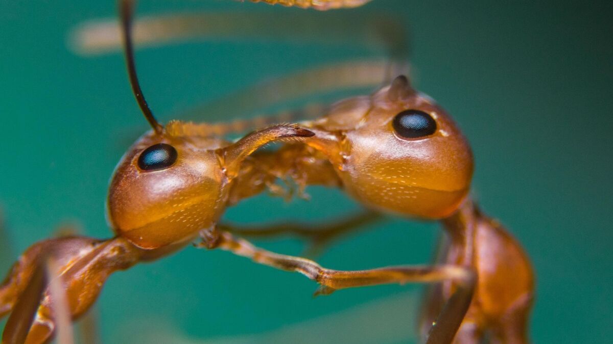 Duas formigas.
