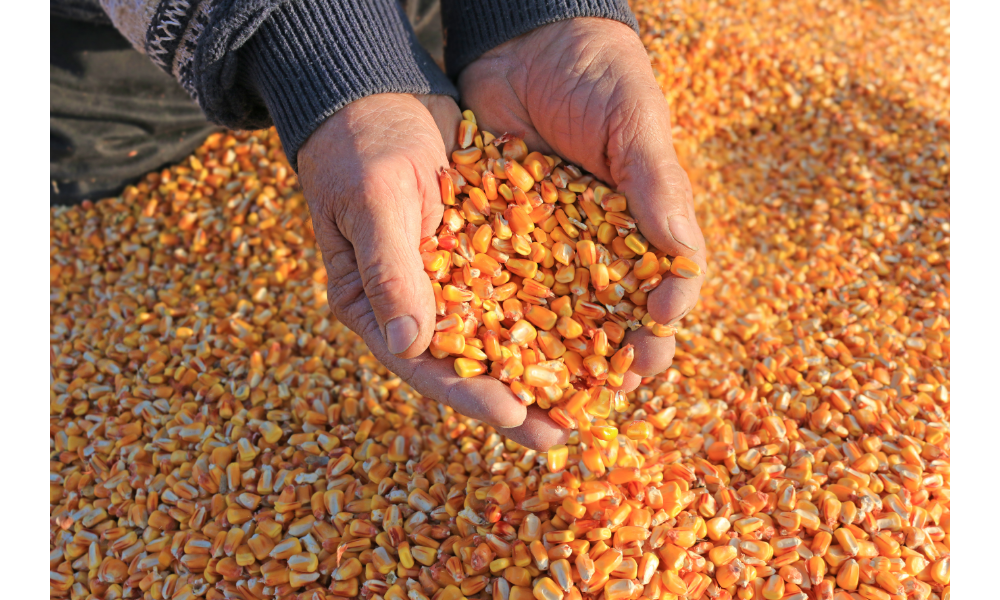 Pessoa pegando grãos de milho nas mãos.