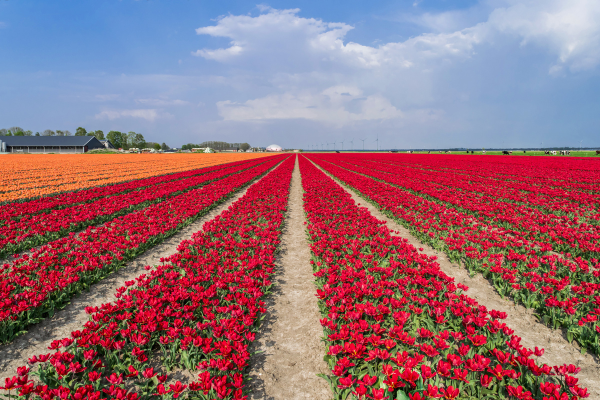 Campo de tulipas vermelhas e laranjas