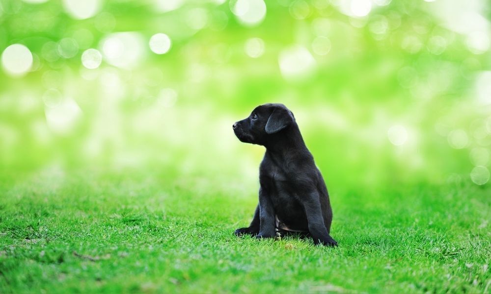cachorro preto filhote