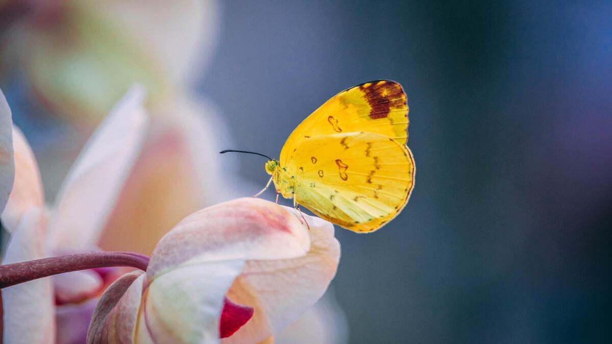 Borboleta amarela pousando em uma flor.
