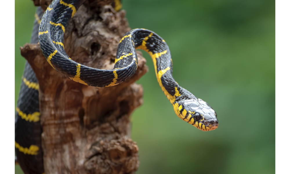 cobra azul escuro e amarela rajada é venenosa