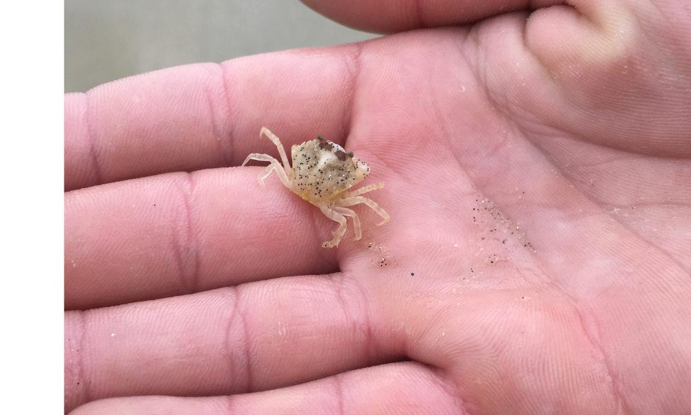 Caranguejo filhote na mão de uma pessoa.