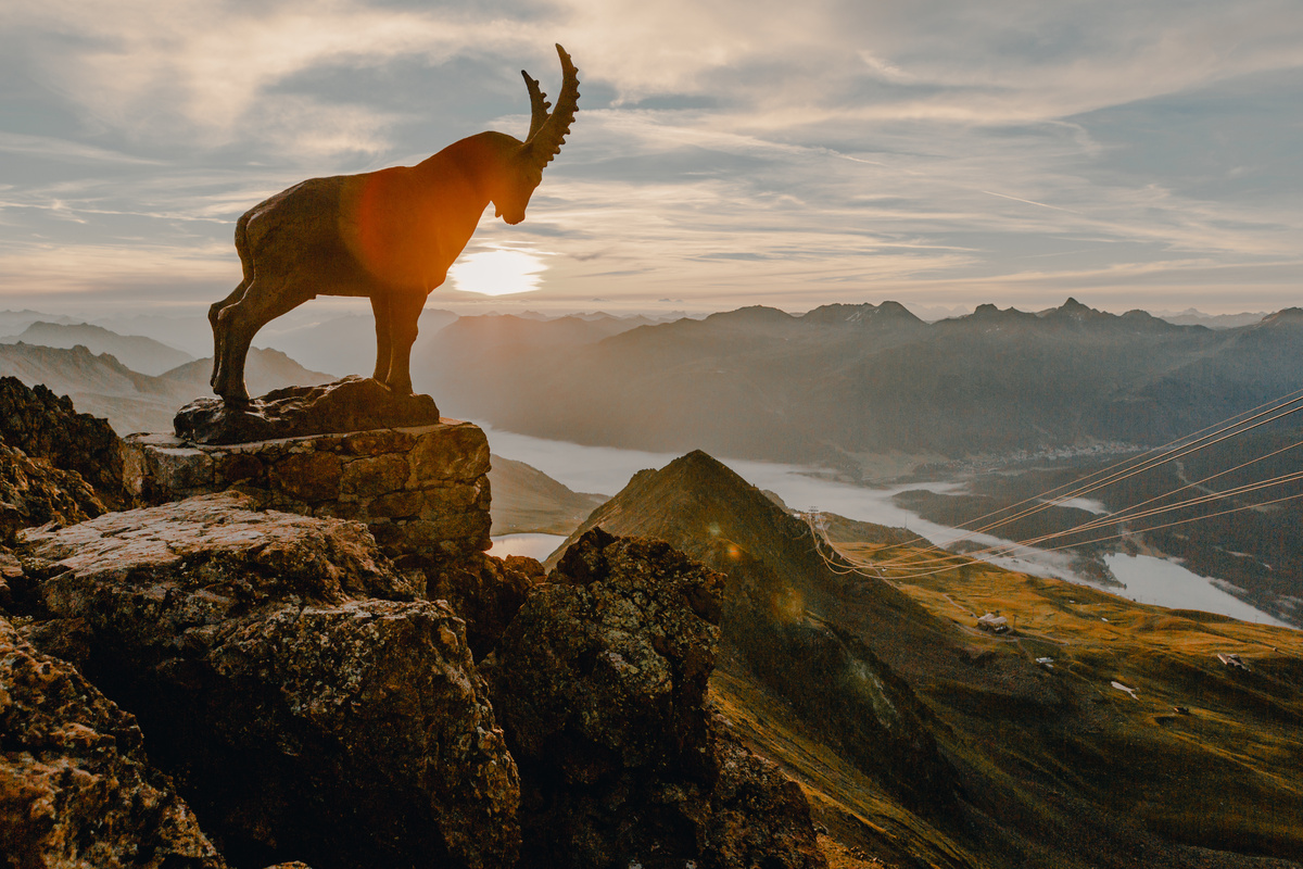 Cabra, símbolo do signo de Capricórnio, numa montanha.