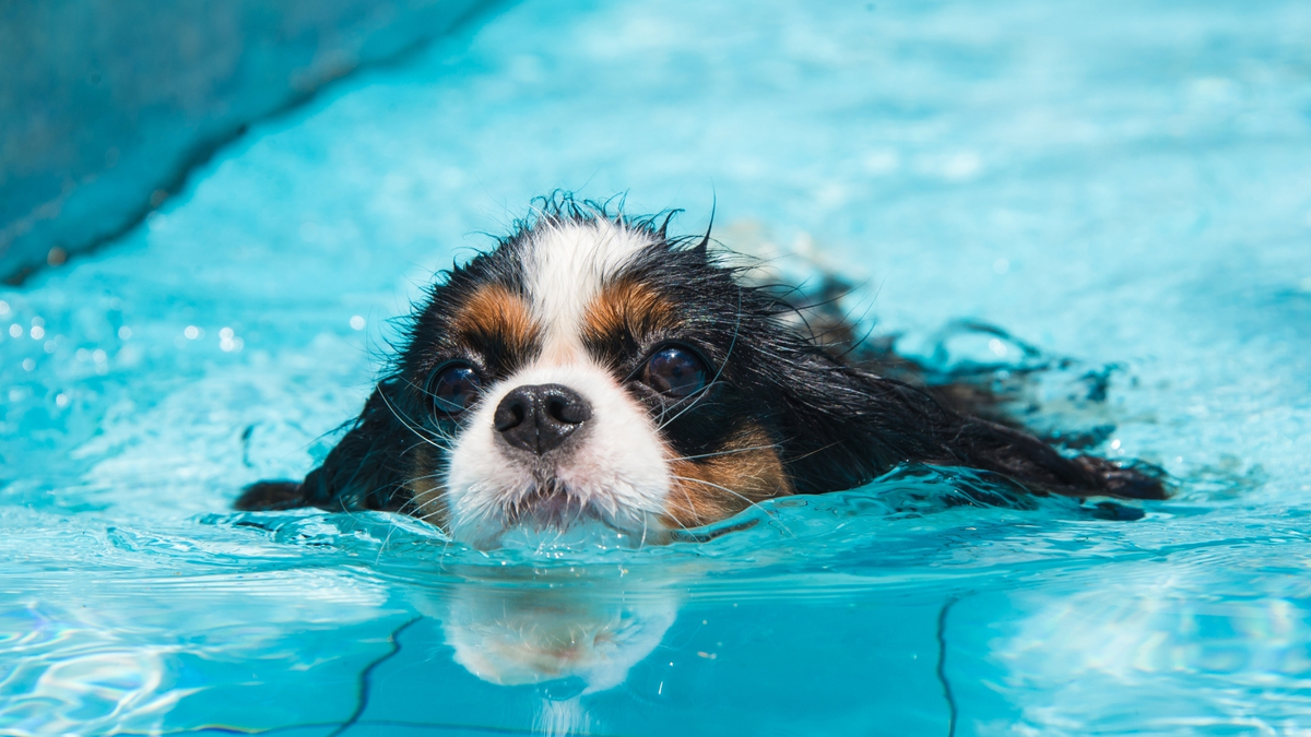 Cachorro nadando.