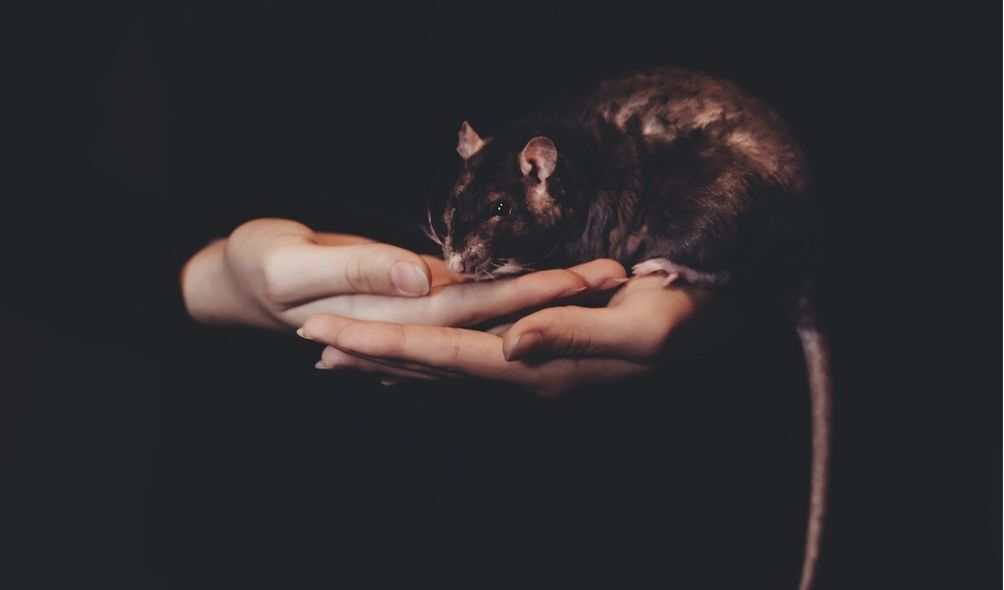Imagem de um rato preto na mão de uma pessoa