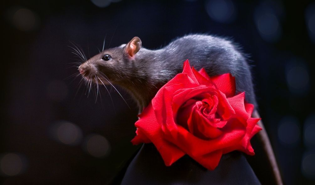Imagem de um rato preto em uma rosa vermelha
