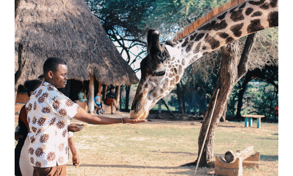 Pessoa alimentando uma girafa.