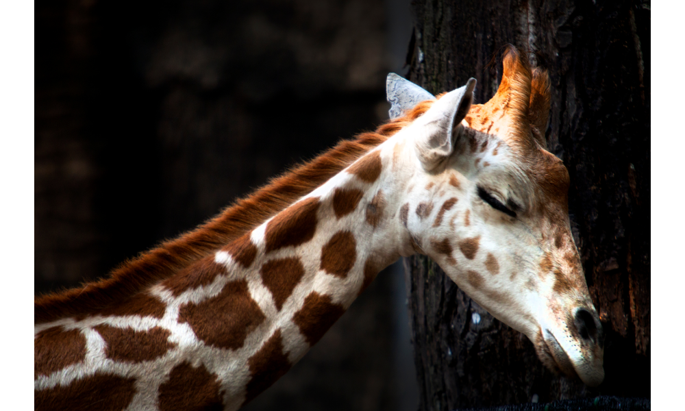 Girafa dormindo.