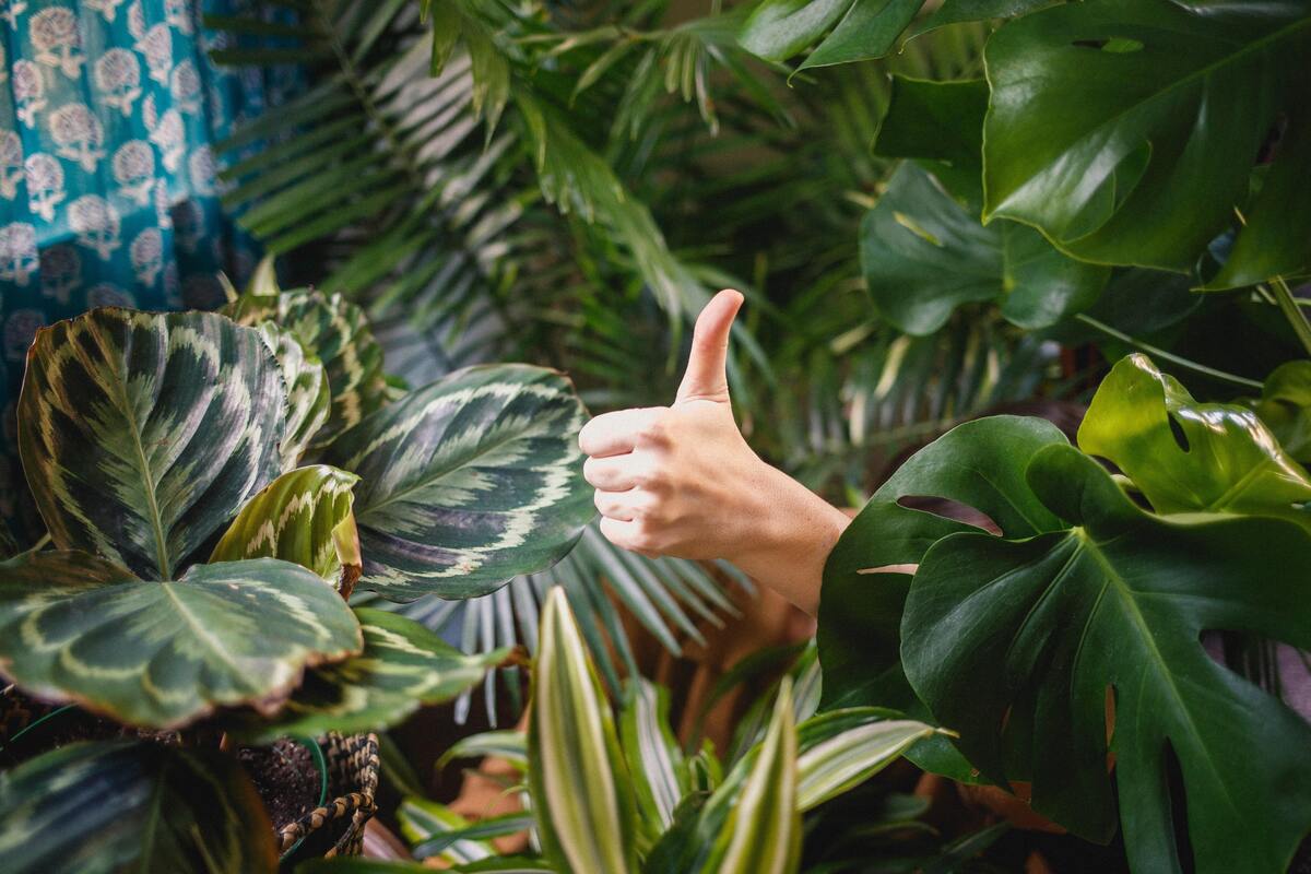 Diferentes tipos de plantas, uma pessoa fazendo confirmação com a mão.