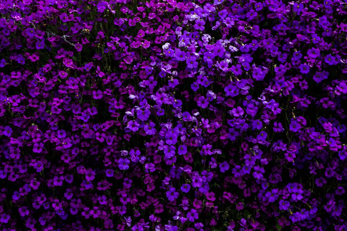 Flores violeta.