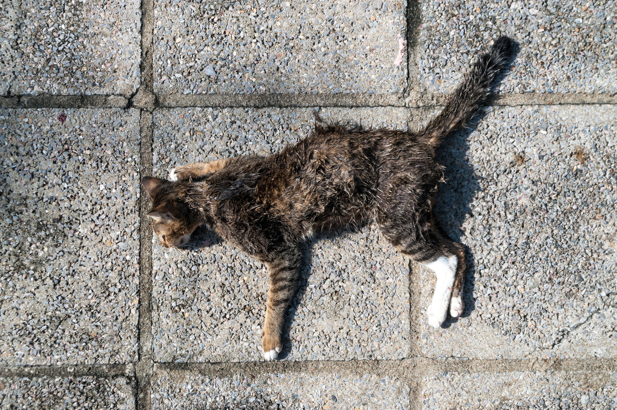 Gato morto na rua.