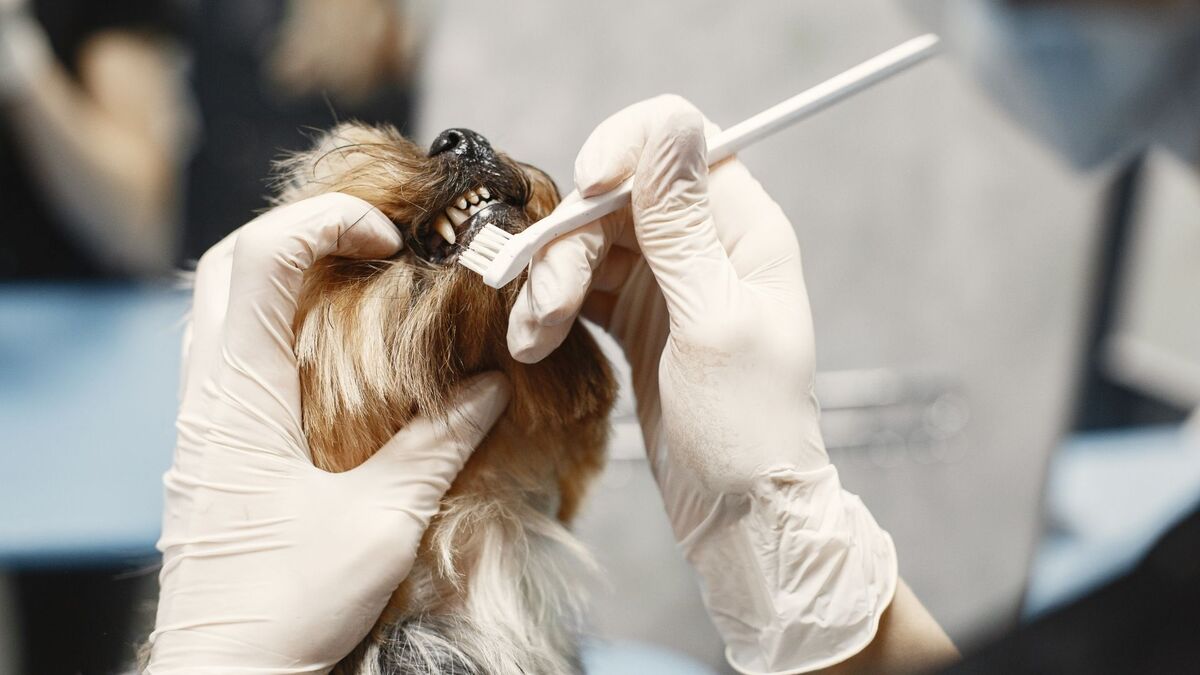 Dentista limpando dente de cachorro.