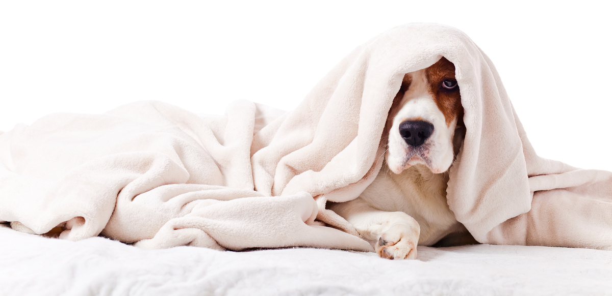 Cachorro enrolado em um cobertor.
