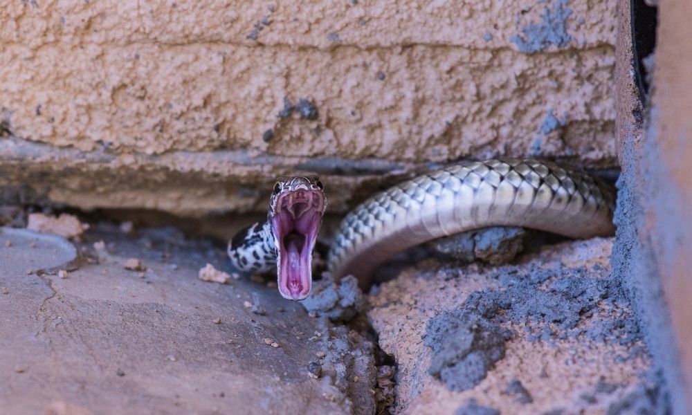 Cobra atacando.