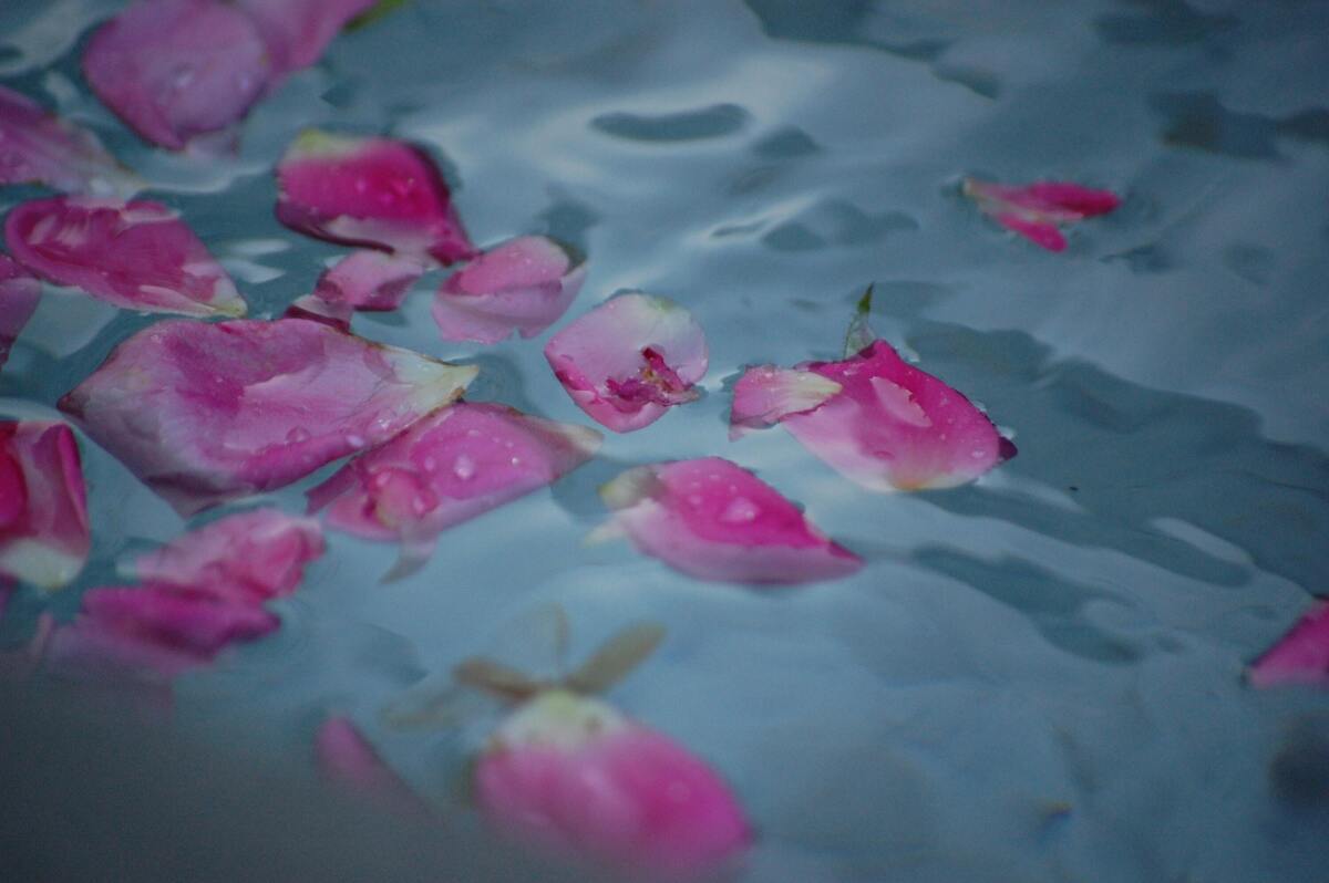Pétalas de rosas na água. 