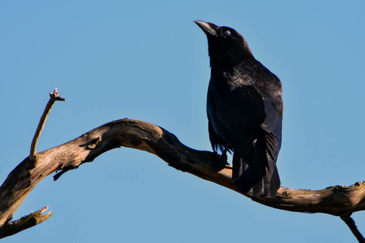 Pássaro preto grande em galho de árvore