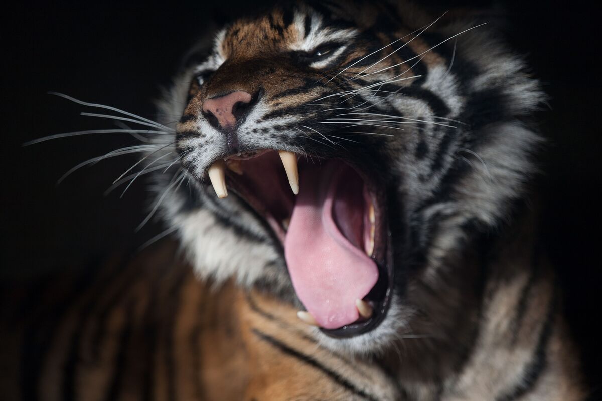Tigre ameaçando.