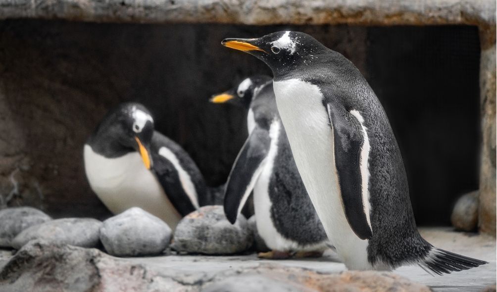 Imagem de três pinguins