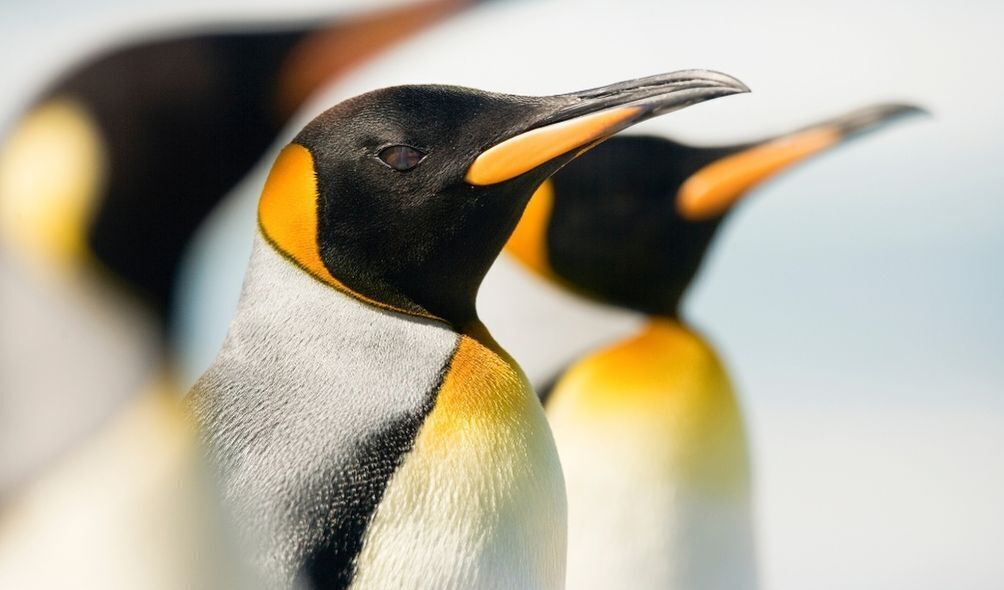 Imagem da três pinguins