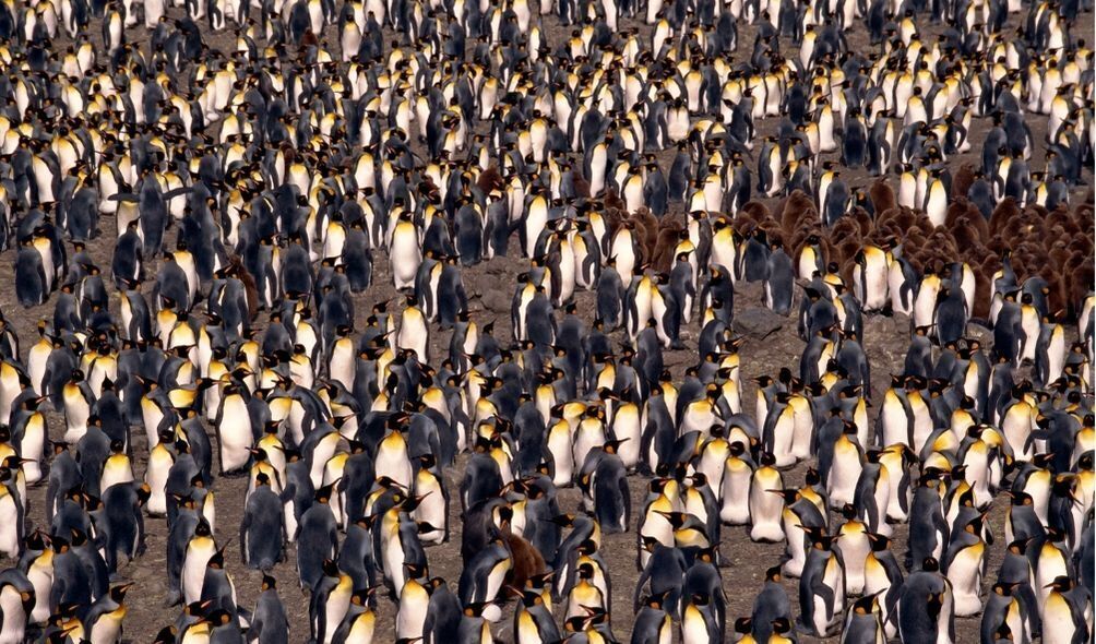 Imagem de colônia de pinguins