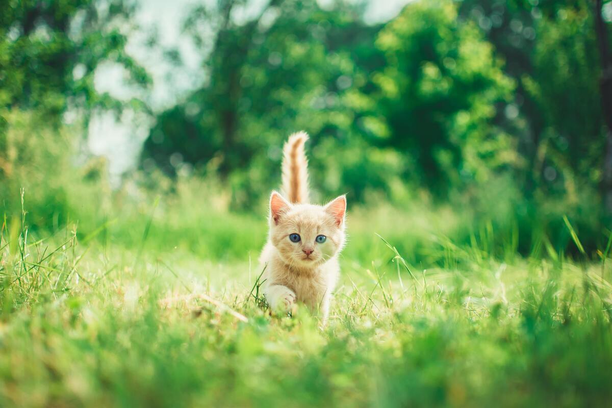 Gato andando em um campo gramado.