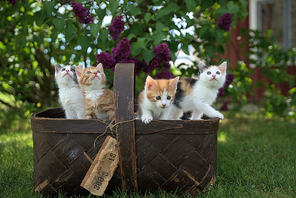 Gatinhos dentro de uma cesta.