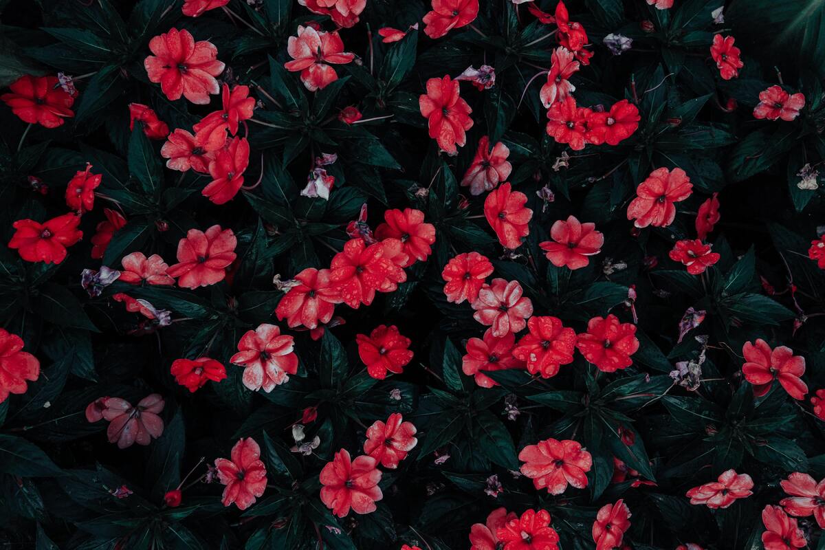 Flores vermelhas.