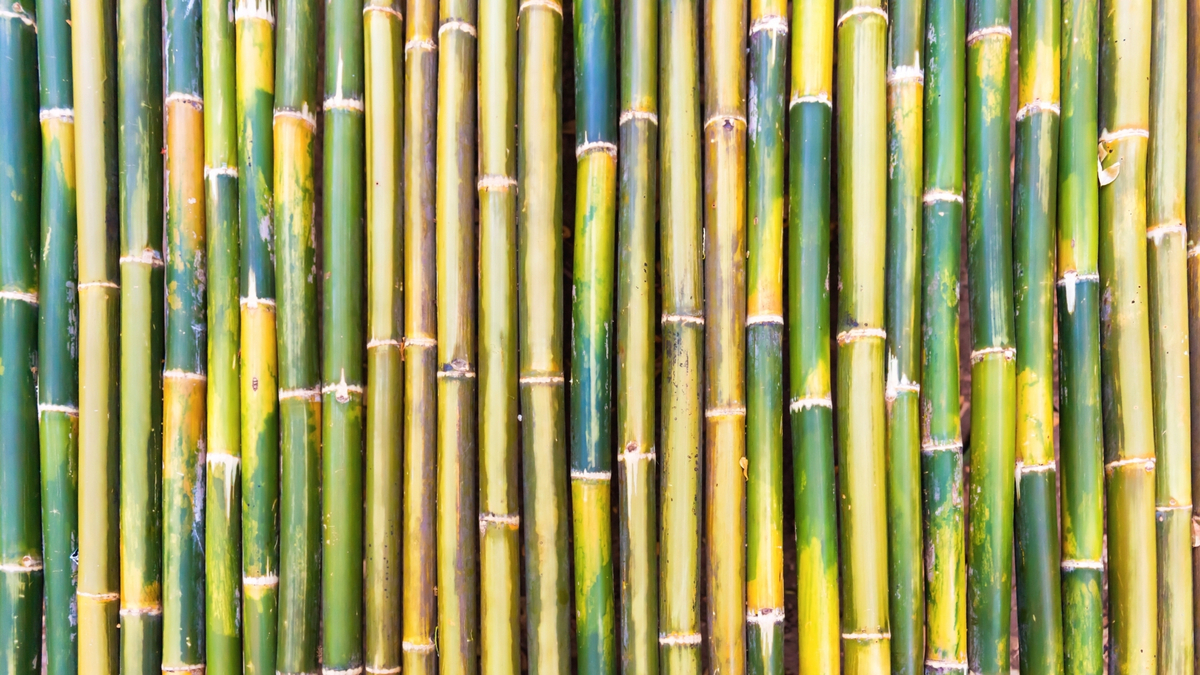 Muro de bambu de diferentes cores.