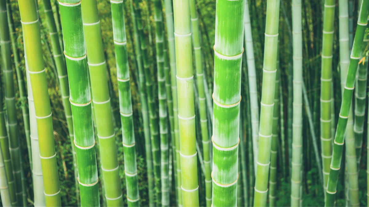 Bambus verdes.
