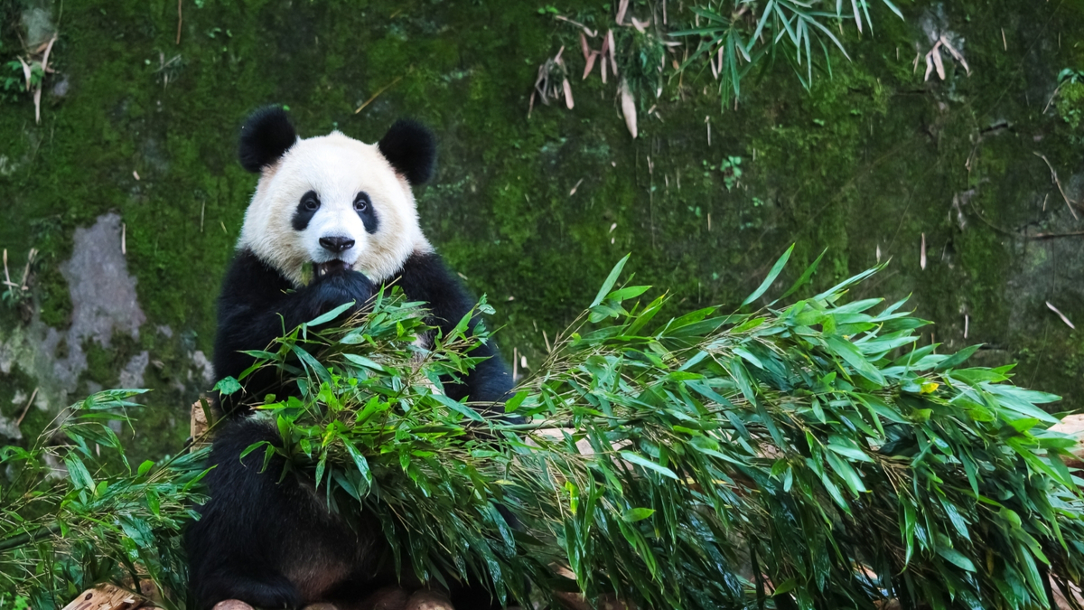 Panda comendo bambu.