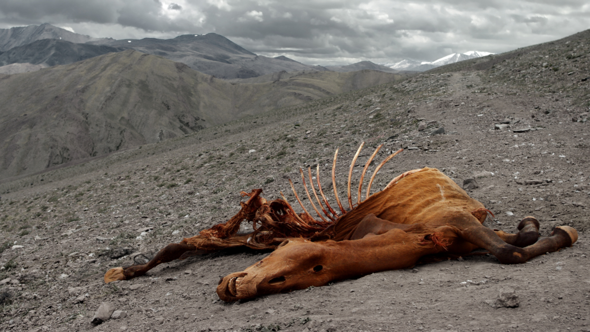 Um cavalo morto. 