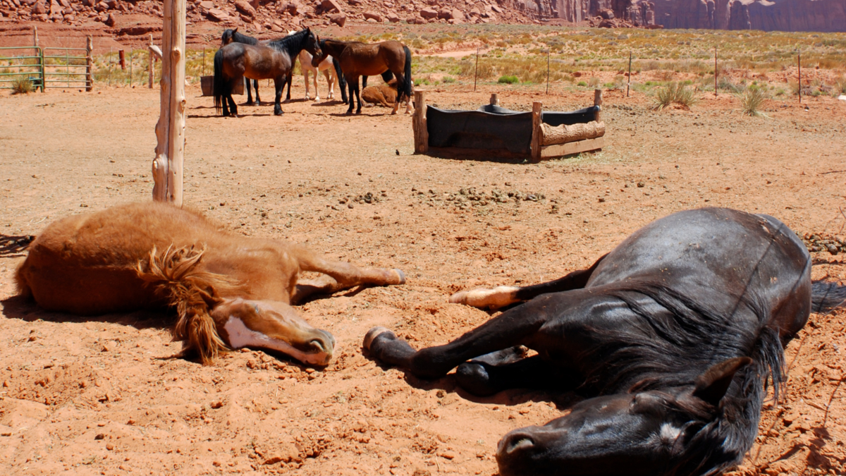 O que significa sonhar com cavalo morto? Branco, filhote, preto e
