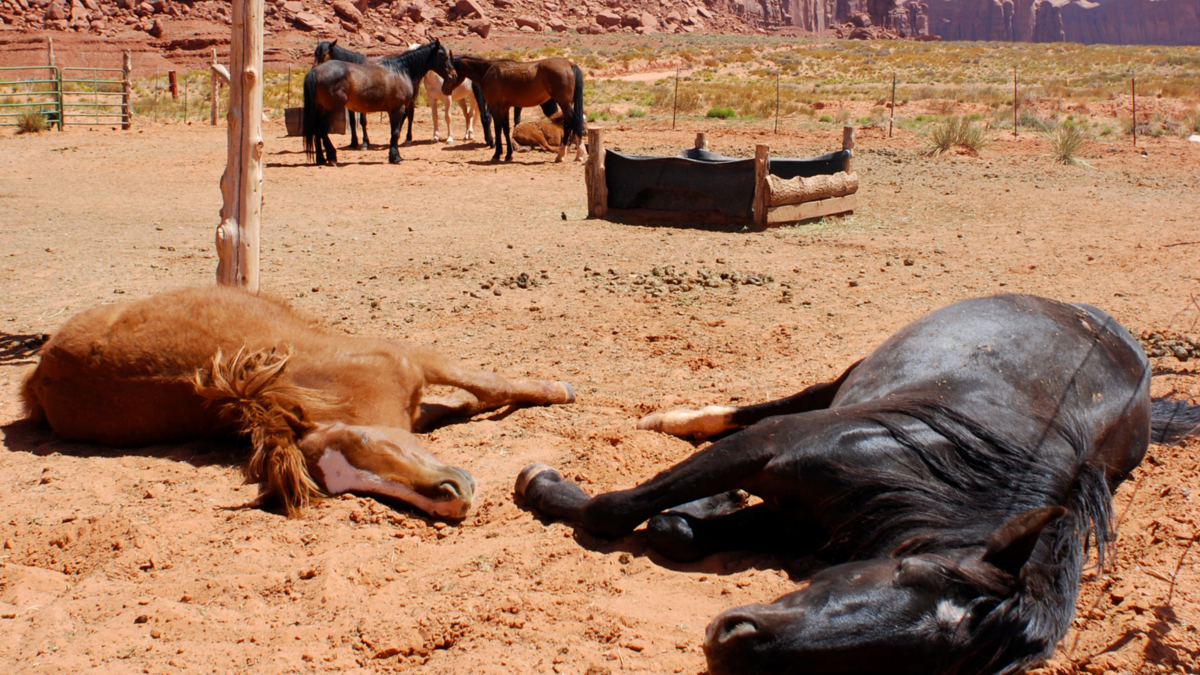 Sonhar com cavalo - Teu Sonhar