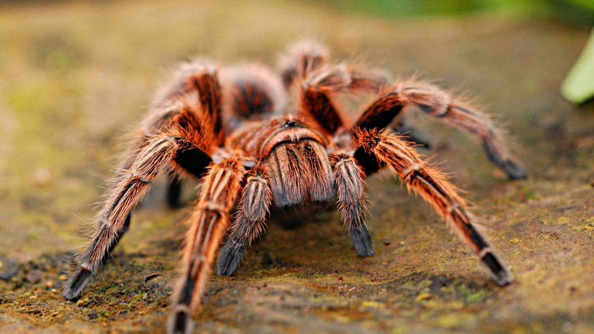 Animal de Poder Aranha  Medicina e Significado do Arquétipo