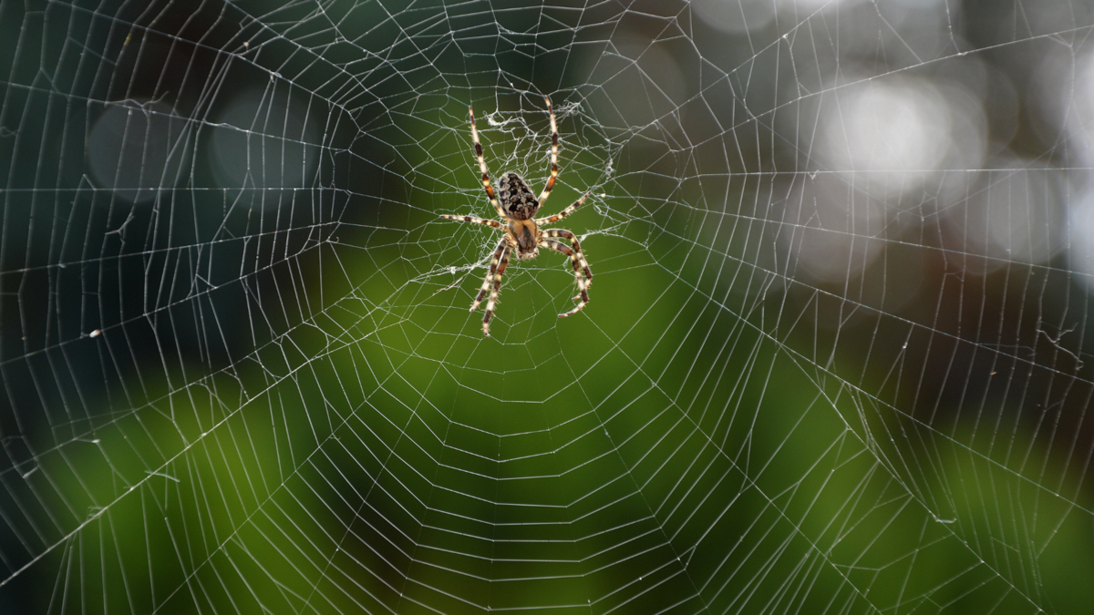 Uma aranha. 