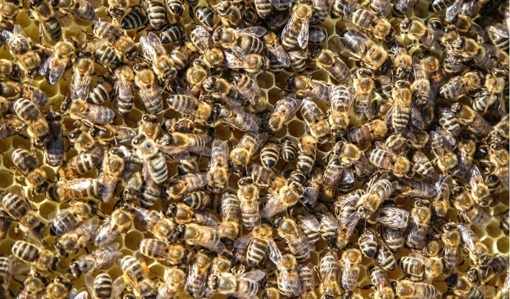 Imagem de enxame de abelha