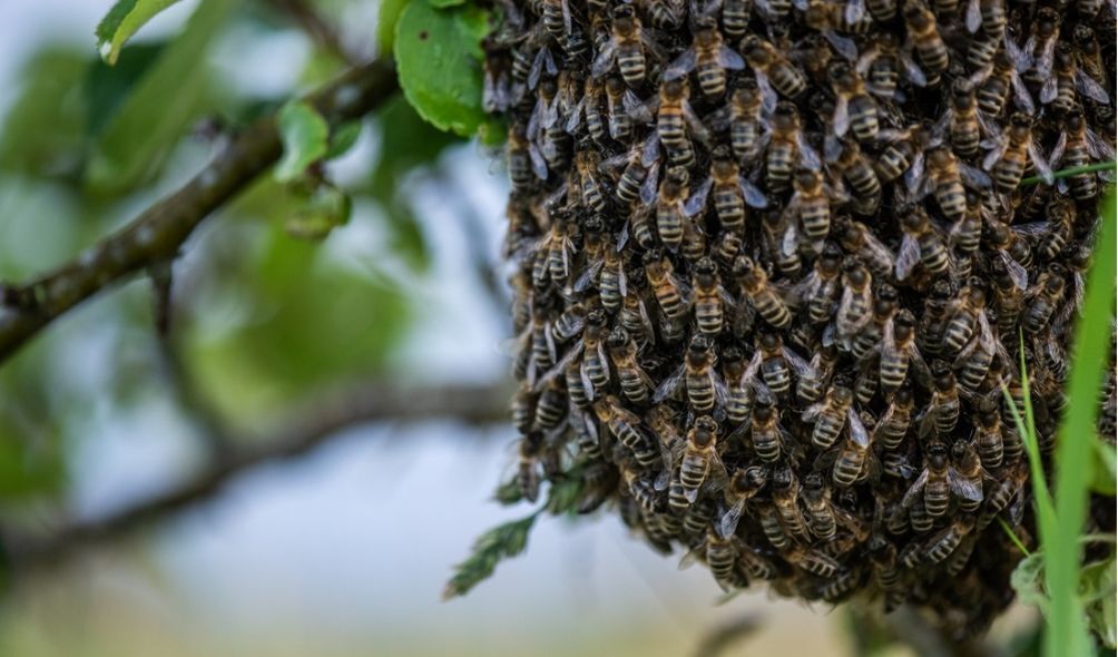 Imagem de enxame de abelhas