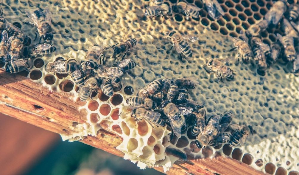Imagem de enxame de abelhas