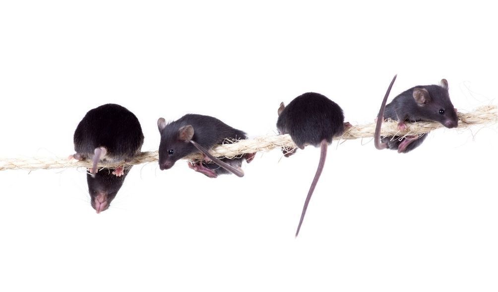 Imagem de ratos em um fio