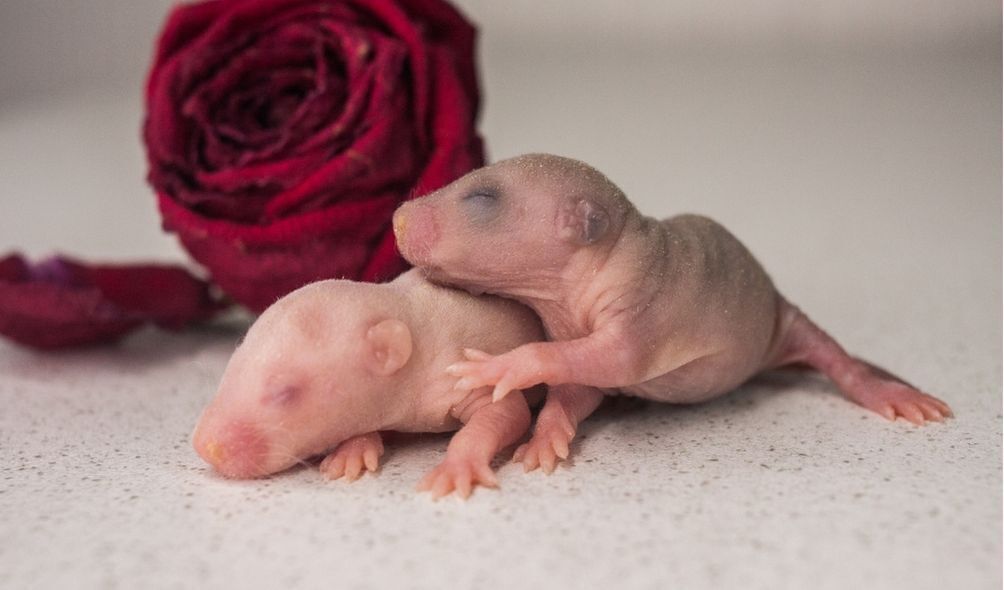 Imagem de filhotes de rato recém nascidos 