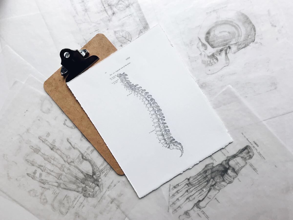 Desenho de um osso da coluna em uma prancheta. 
