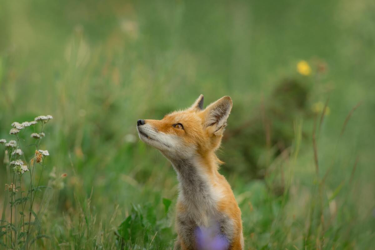 Filhote de raposa em campo gramado.