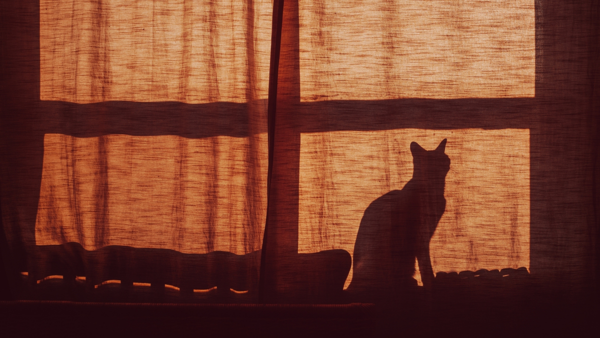 Sombra de um gato na cortina.