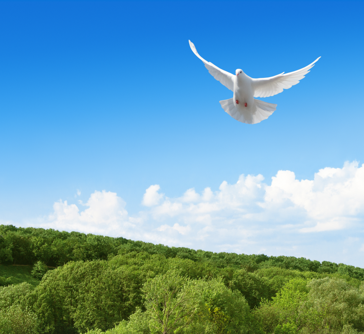 pomba branca voando no céu