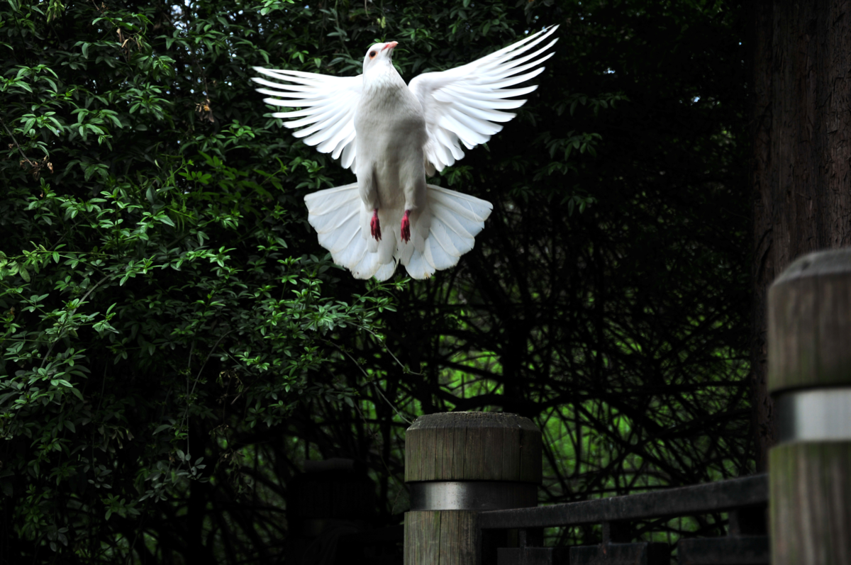 pomba branca voando 