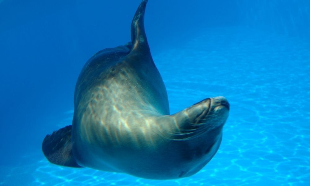 Sonhar com leão marinho: dentro ou fora d'água, dócil, agressivo e mais