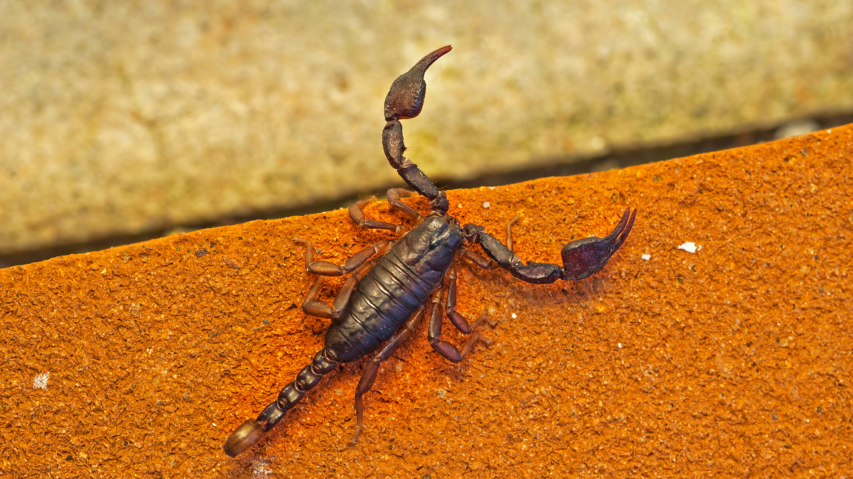 Um escorpião. 